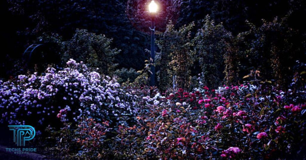 The Midnight Garden